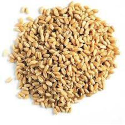 گندم پوست کنده فله